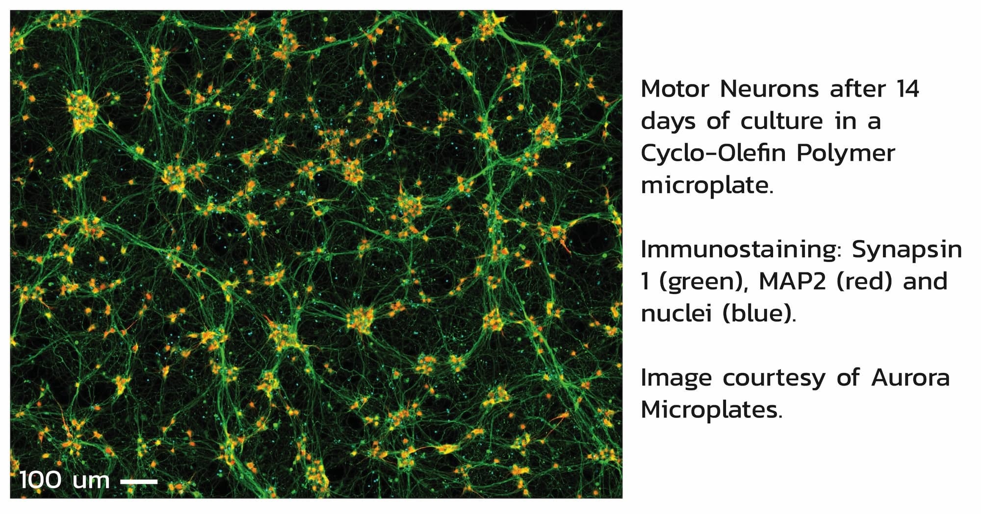 Close-up image of motor neurons after 14 days of culture in a Cyclo-Olefin Polymer microplate. Caption reads- Immunostaining: Synapsin 1 (green), MAP2 (red) and nuclei (blue).